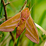 Lišaj vrbkový - Deilephila elpenor (Linnaeus, 1758)